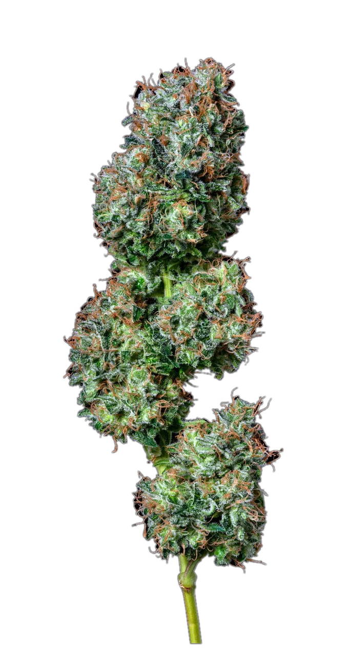 Acapulco Gold, Landrace