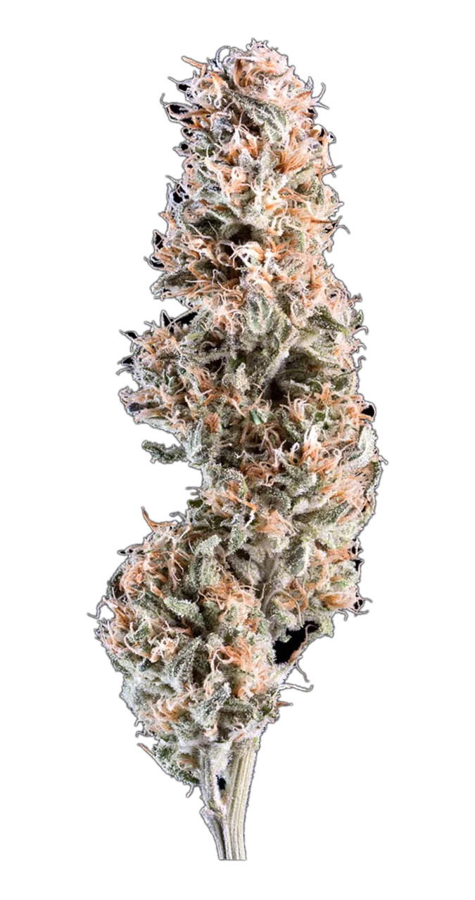 AK-47, Hybrid