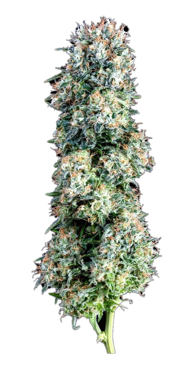 Aussie Blues, Hybrid