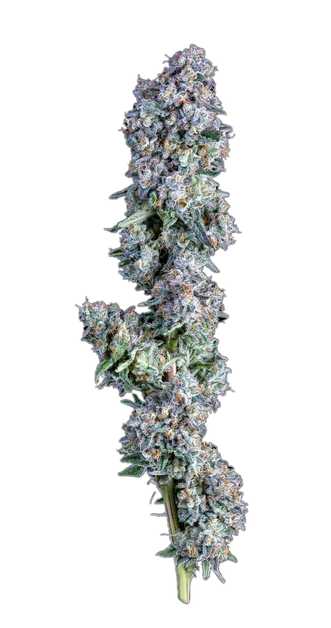 Berry Cinex, Hybrid
