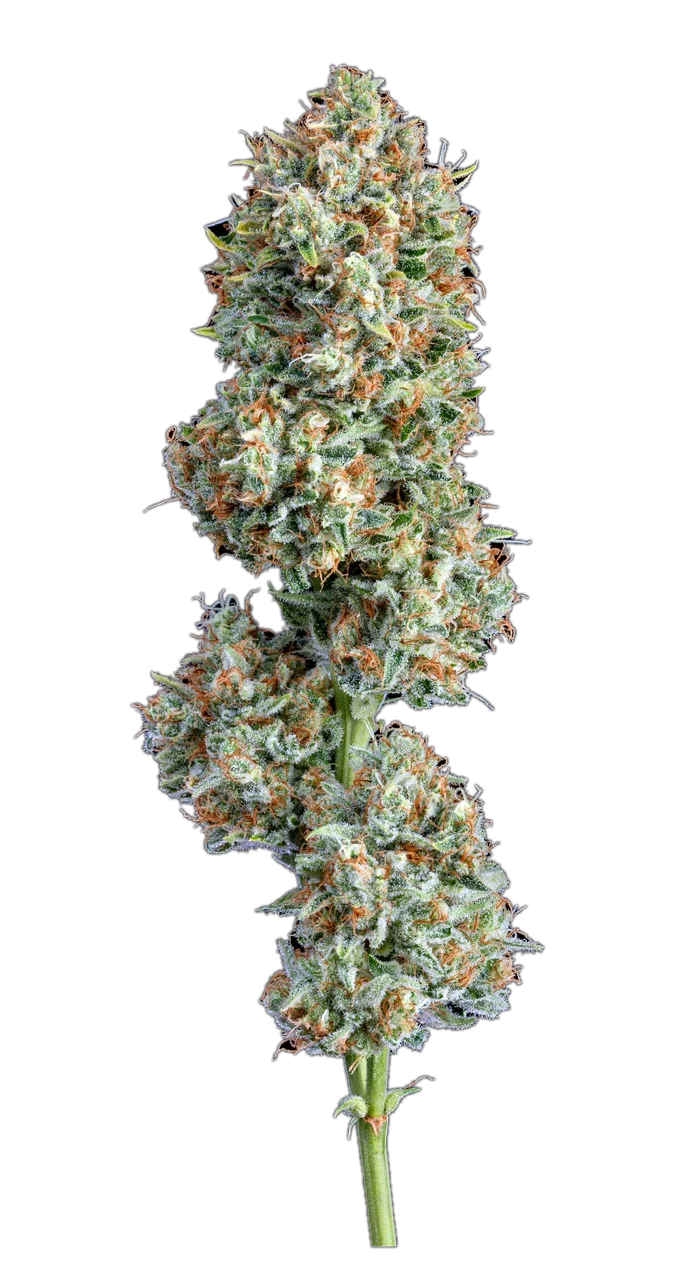 Big Chillz, Hybrid