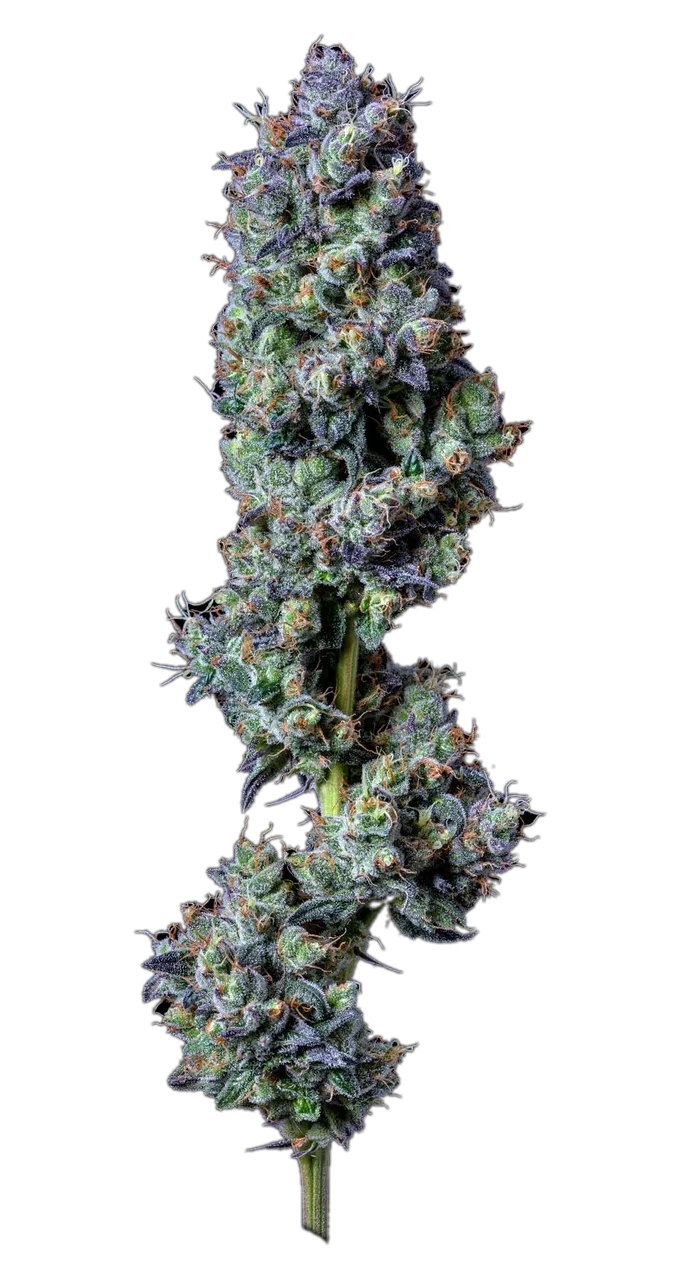 Black & Blue, Hybrid