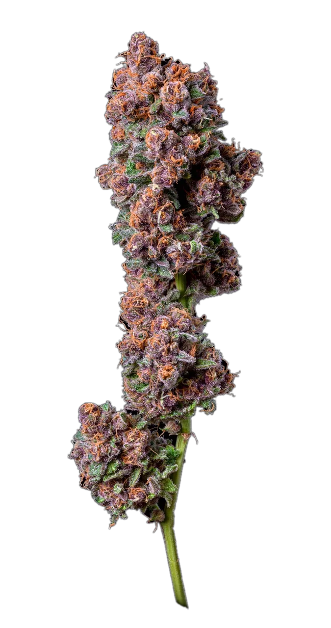 Black Cherry Soda, Hybrid