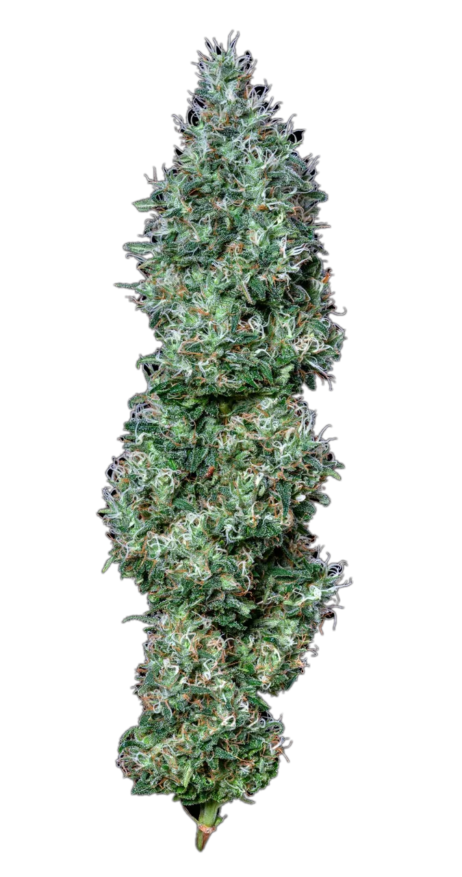Black Russian, Hybrid