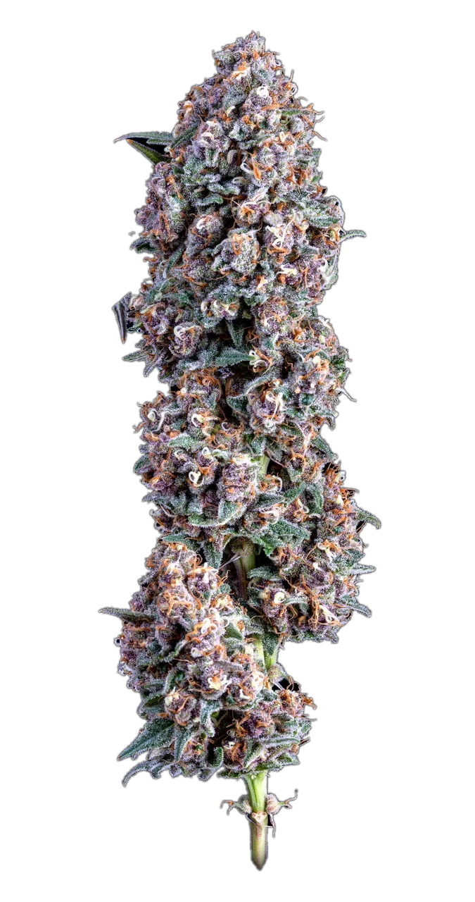 Blackberry Banana OG, Hybrid