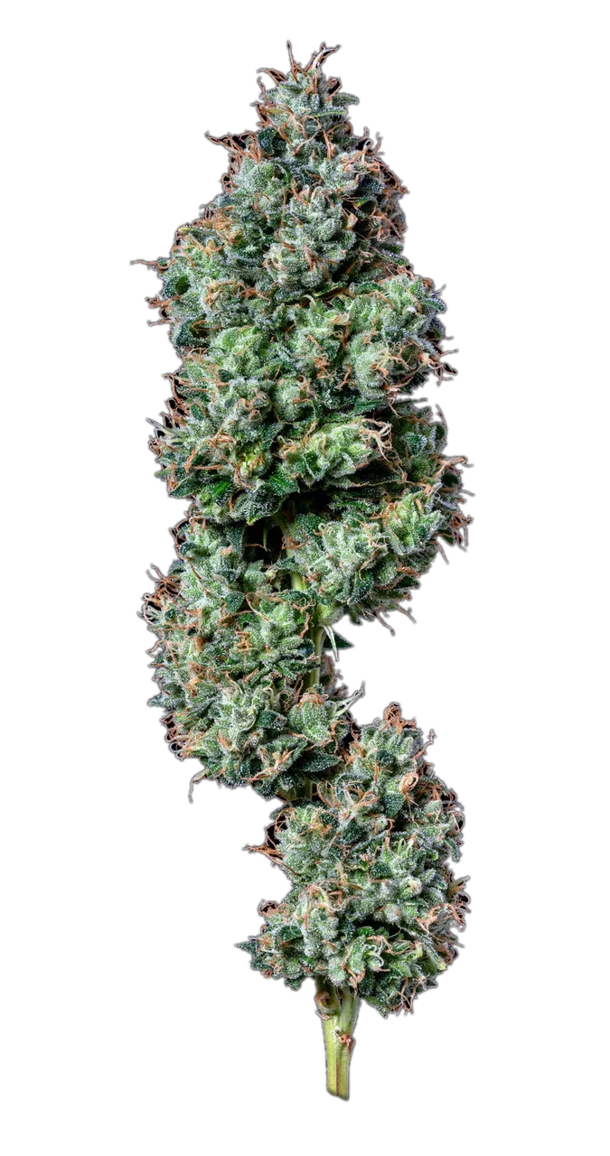 Blackberry OG, Hybrid