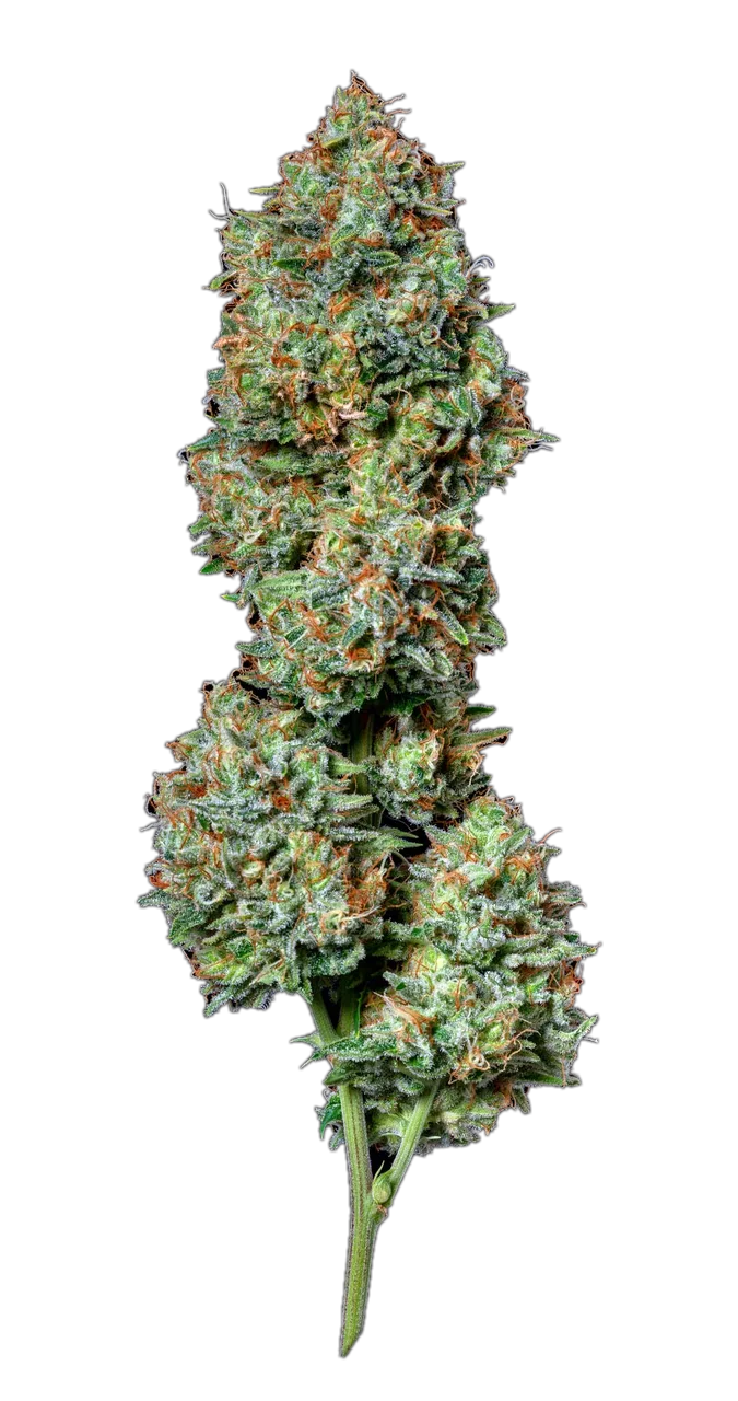 Blood Orange, Hybrid