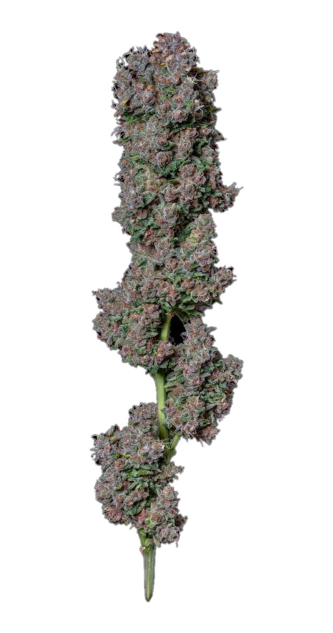Blue Cheese, Hybrid
