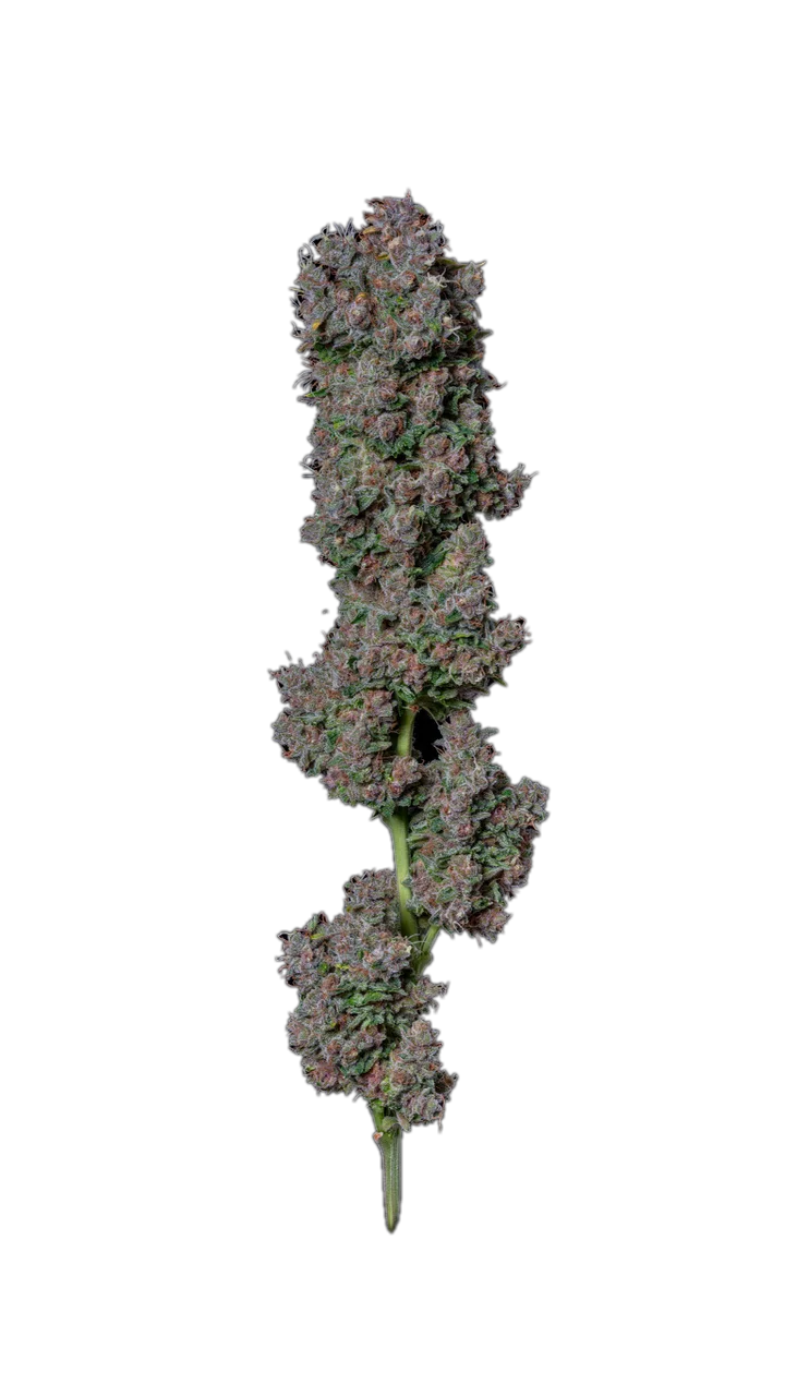 Blue Dream, Hybrid