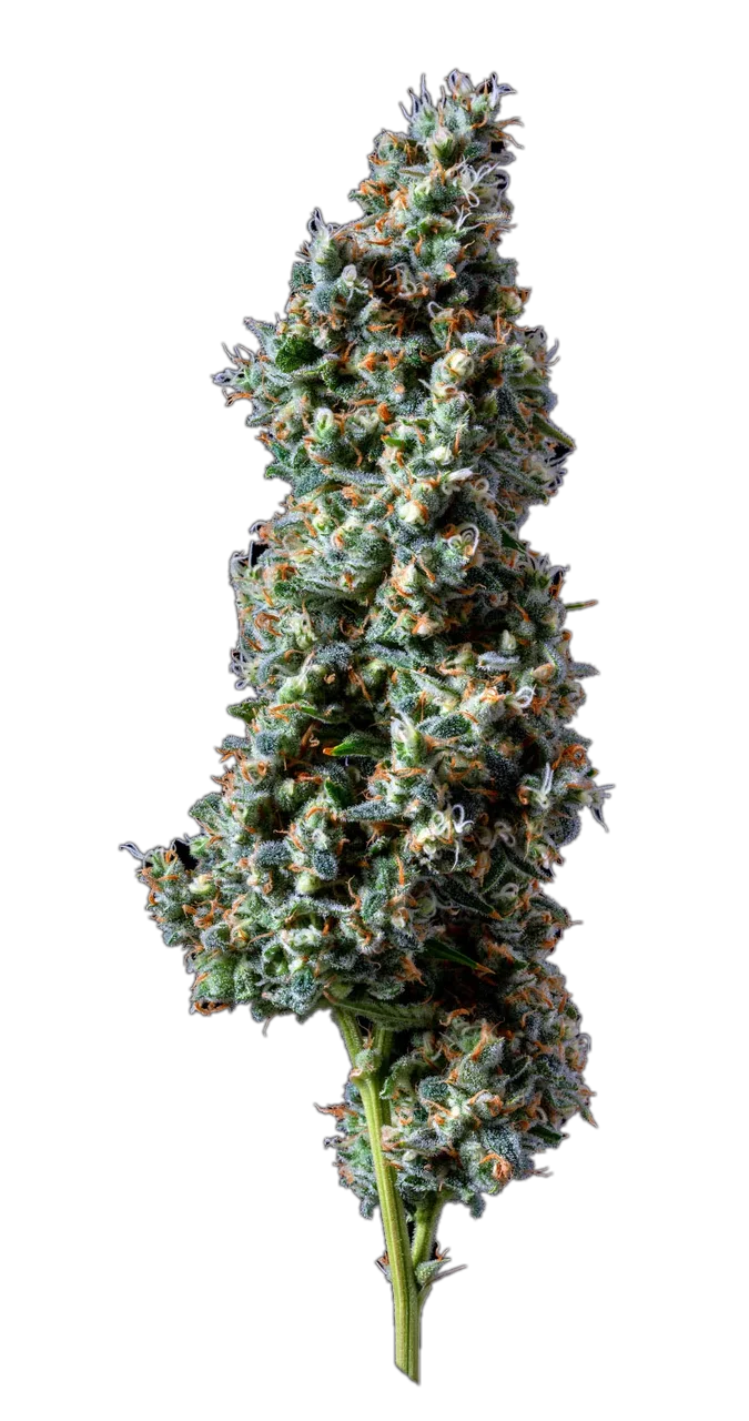 Captain's Stash, Hybrid