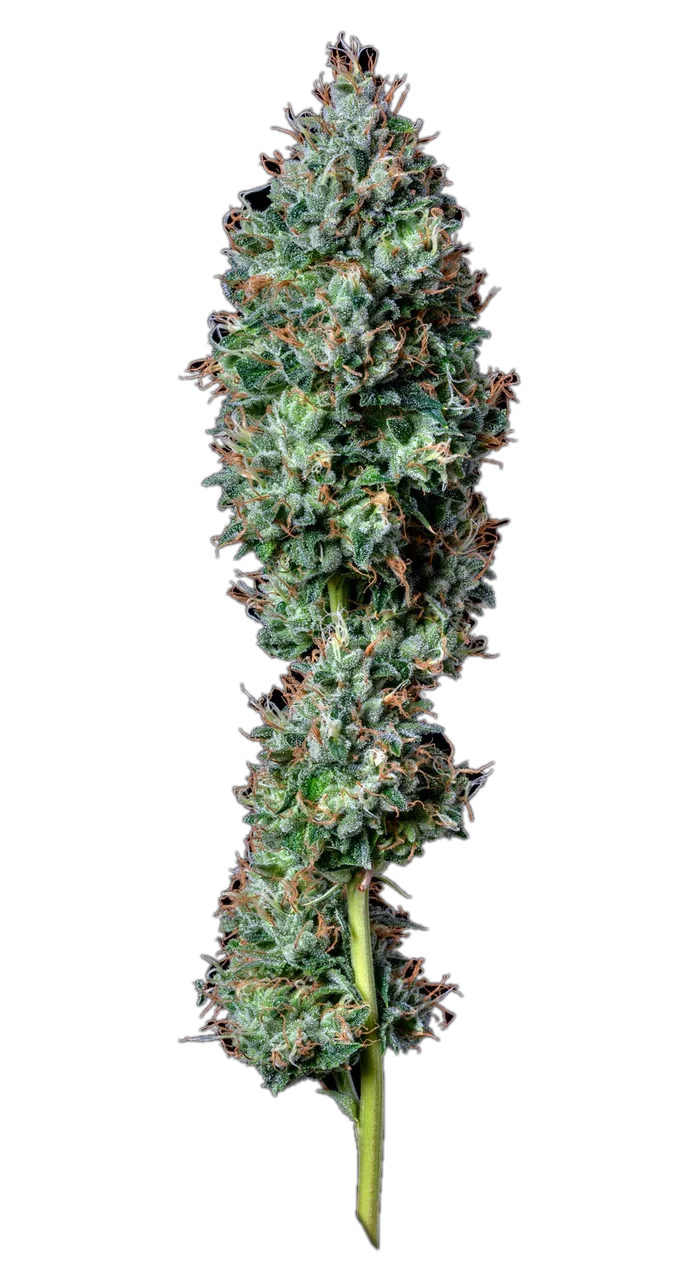 Chem D, Hybrid