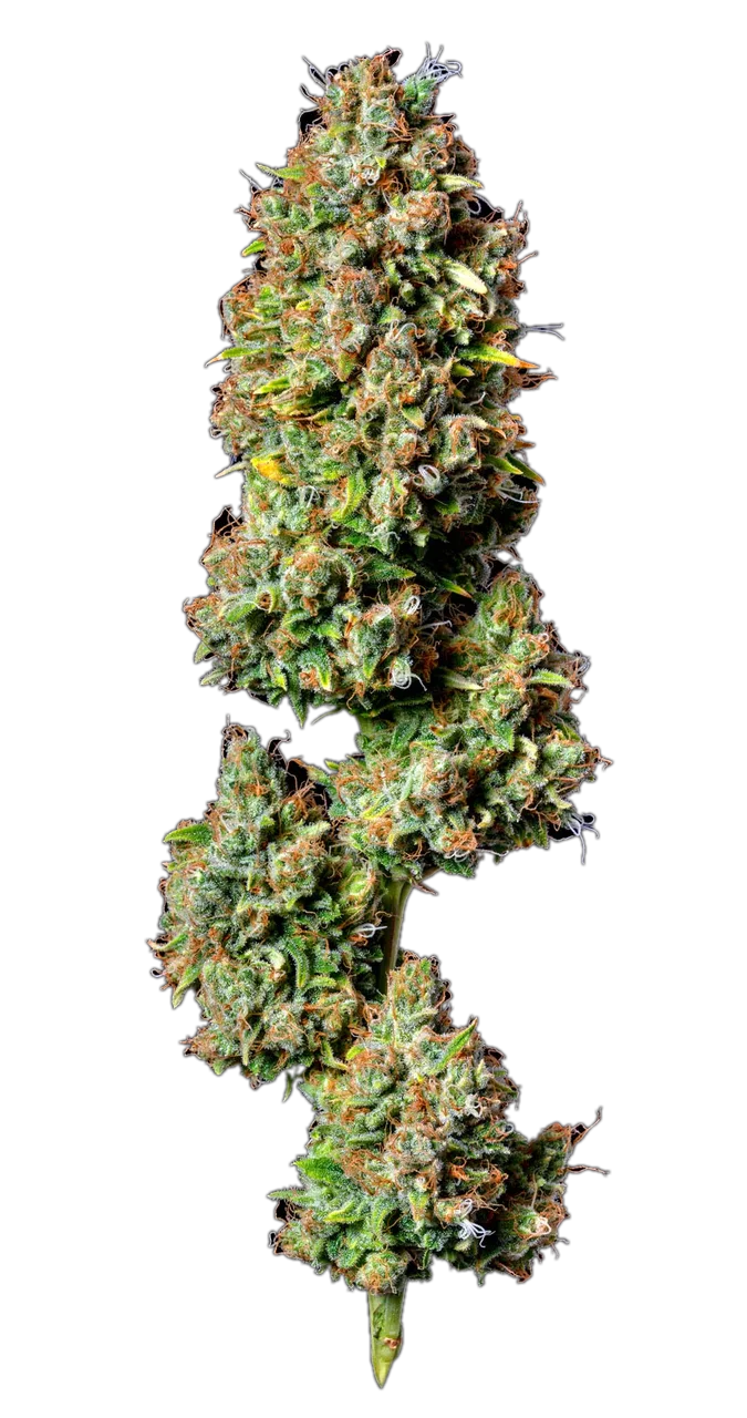 Cherry Diesel, Hybrid