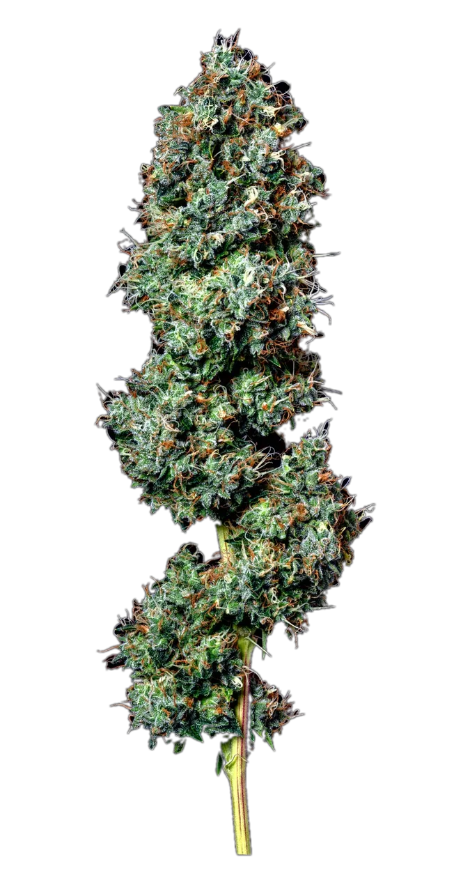 Chocolope Kush, Hybrid