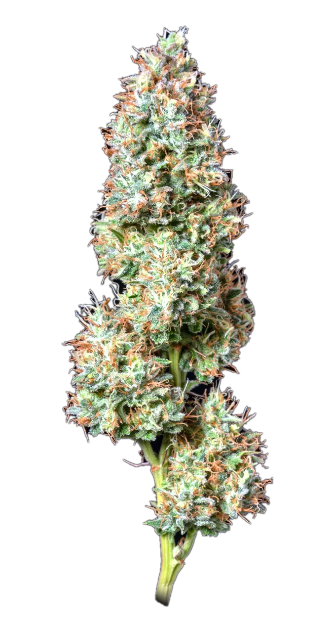 Clemenberry, Hybrid