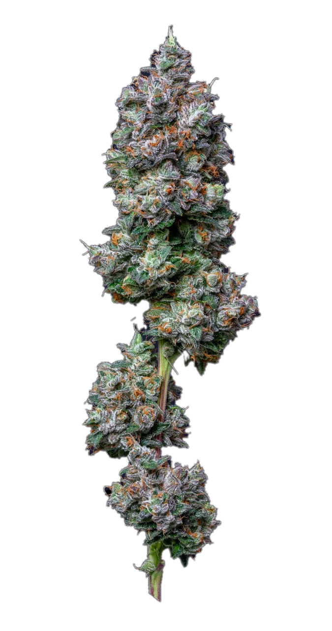 Deathstar, Indica