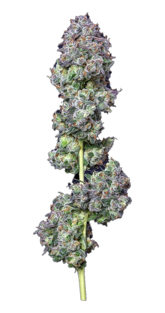El Chivo, Hybrid
