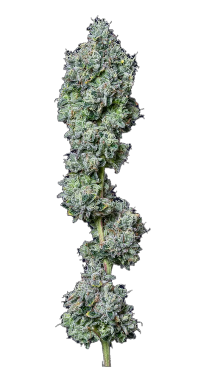 Gelatti Mints, Hybrid