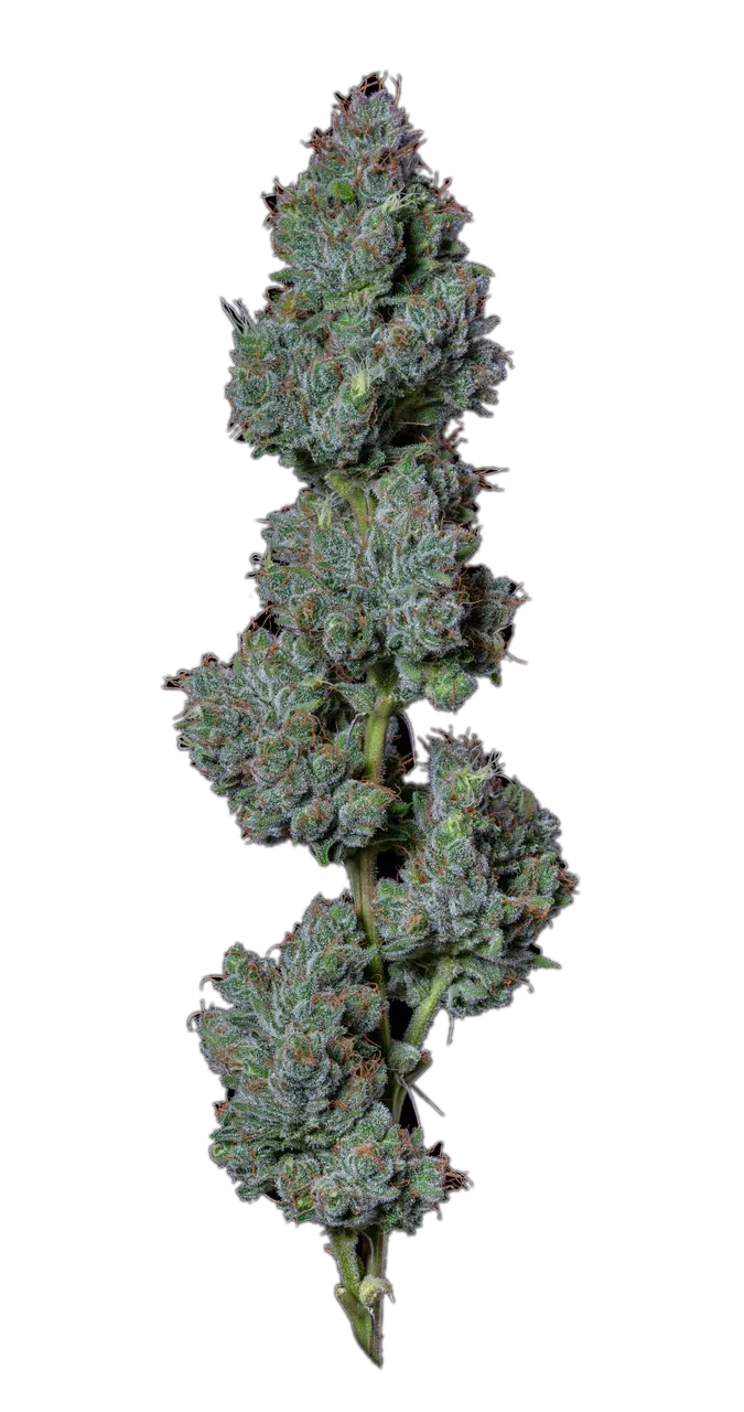 Goji OG, Hybrid