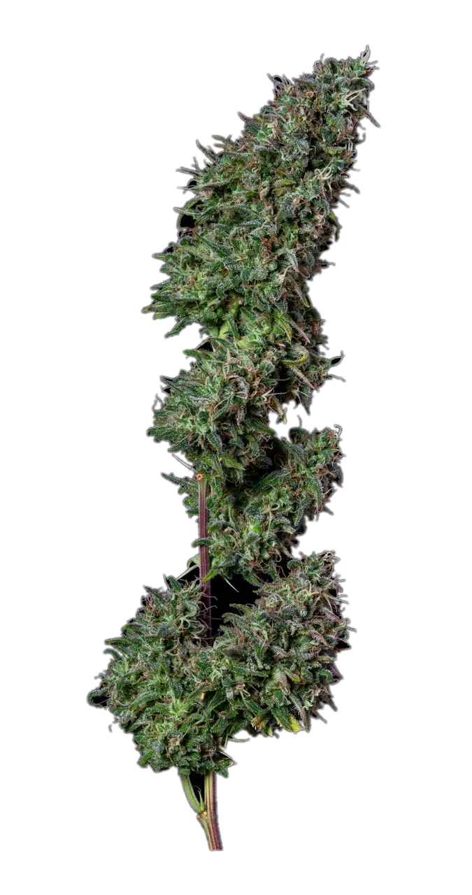Gooche, Hybrid