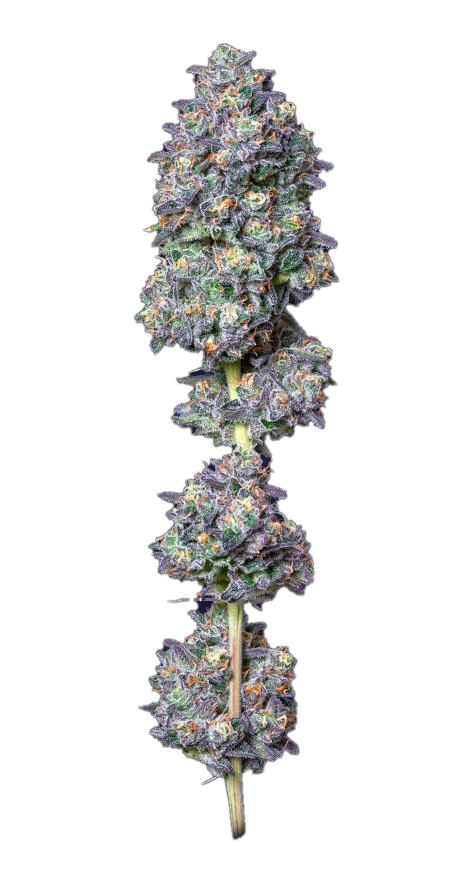 Gummiez 20, Hybrid