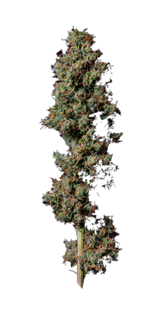 Headband, Hybrid