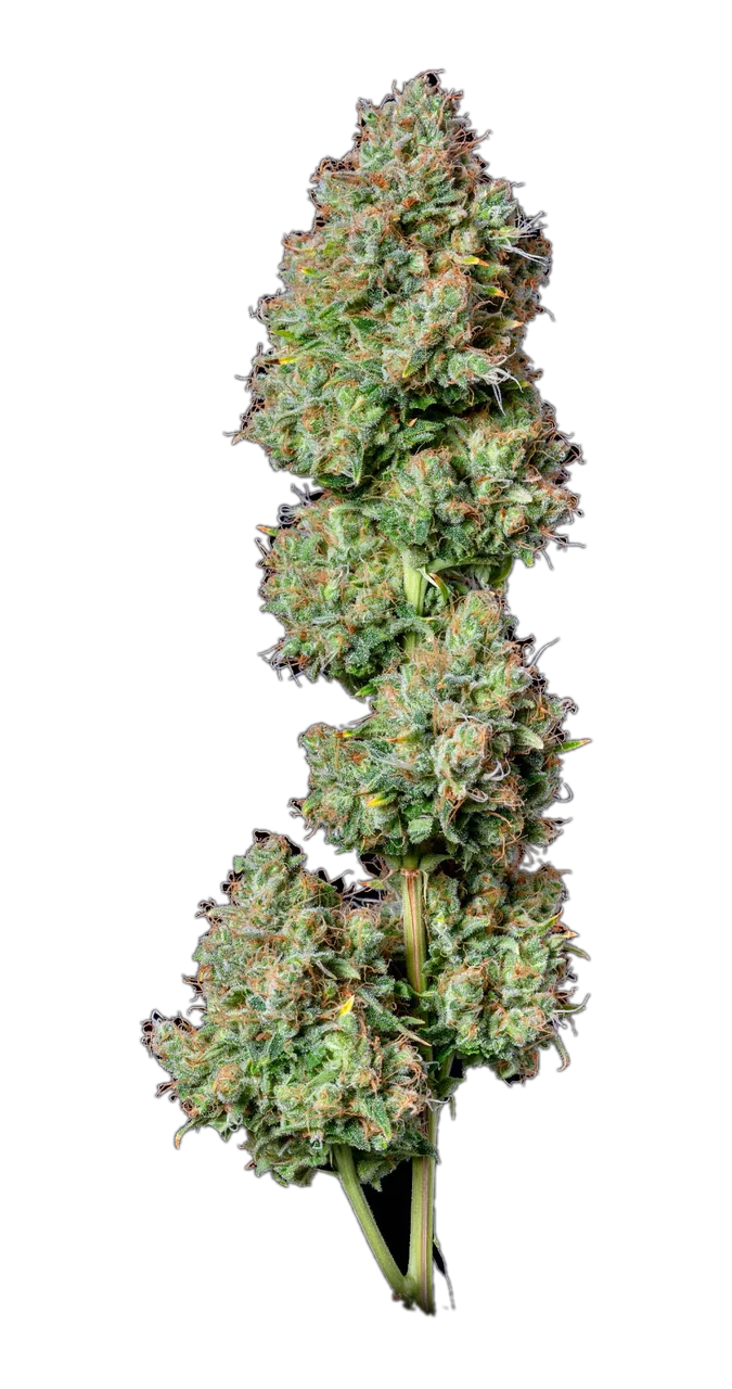 Hindu Kush, Landrace