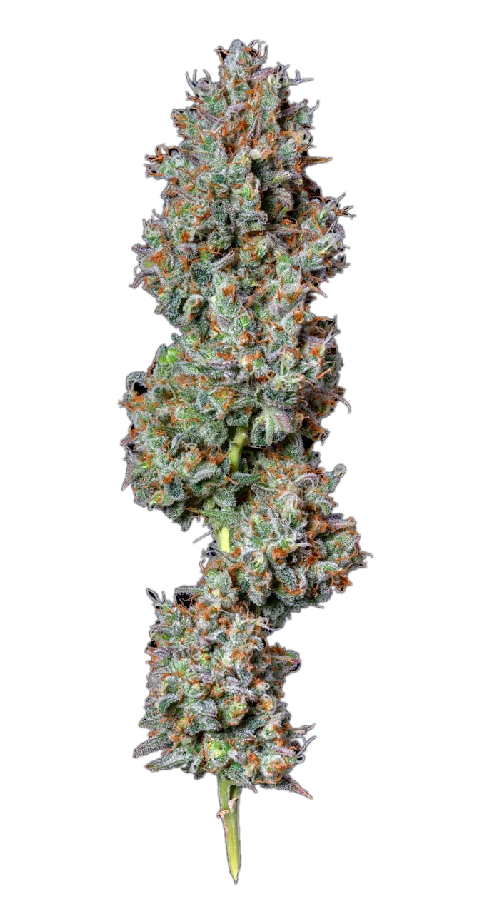 Indiana Bubble Gum, Hybrid