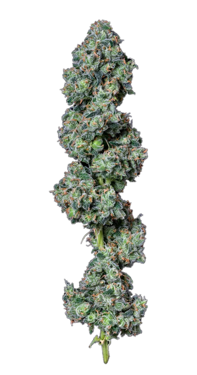 Jack Herer, Hybrid