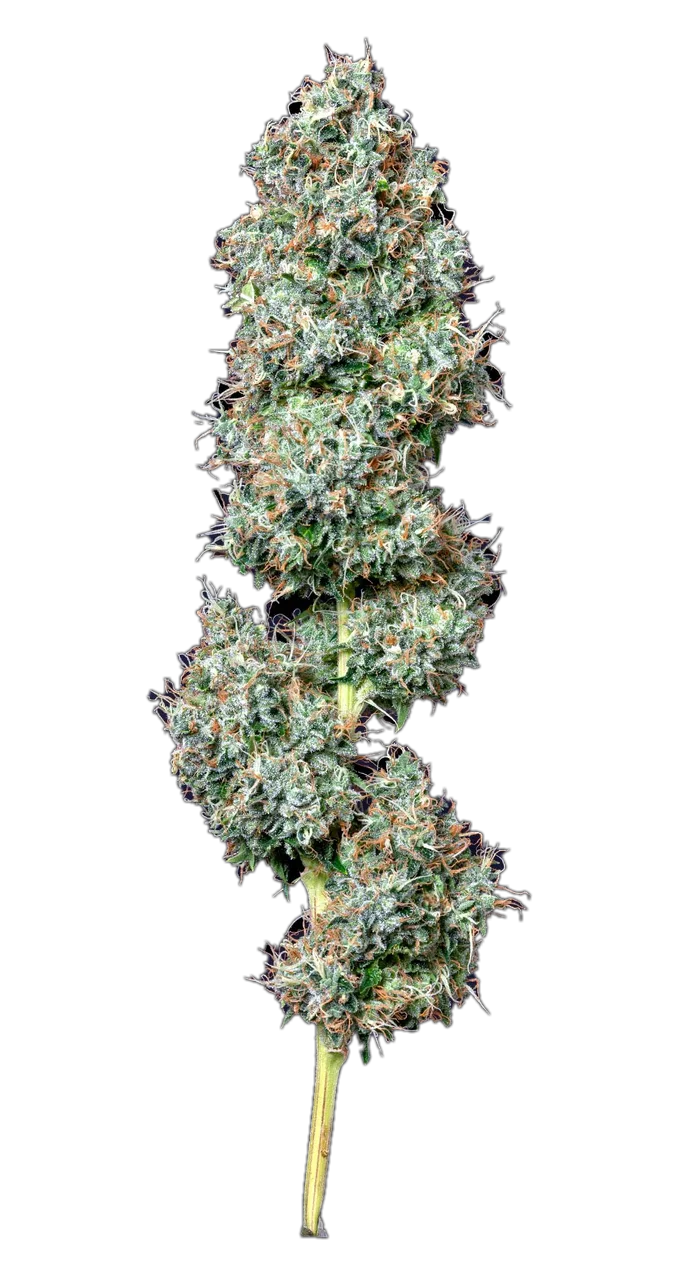 Jungle Lava, Hybrid