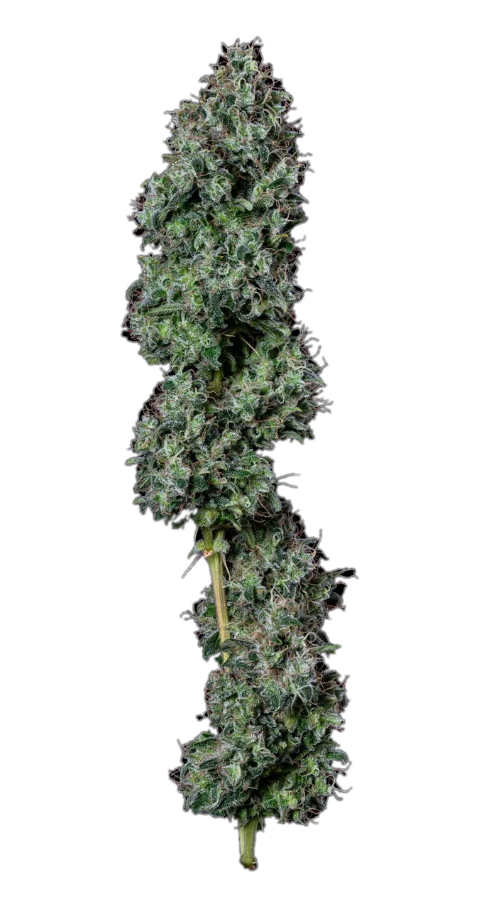 Lemon Skunk, Hybrid