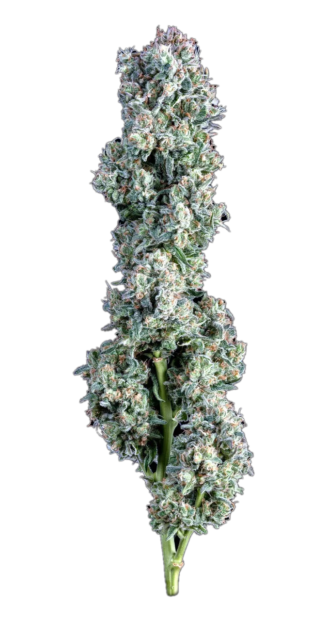 Magilla Glue, Hybrid