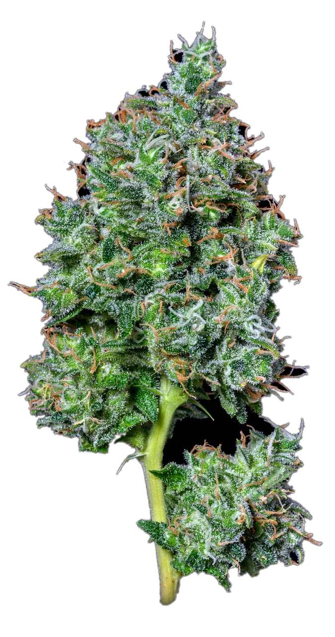 Maui Magilla Glue, Hybrid