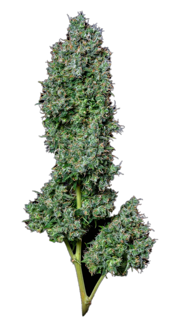 Maui Waui, Hybrid