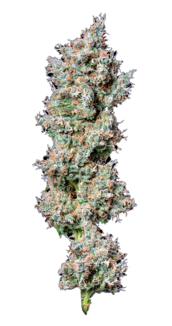 OG-18, Hybrid