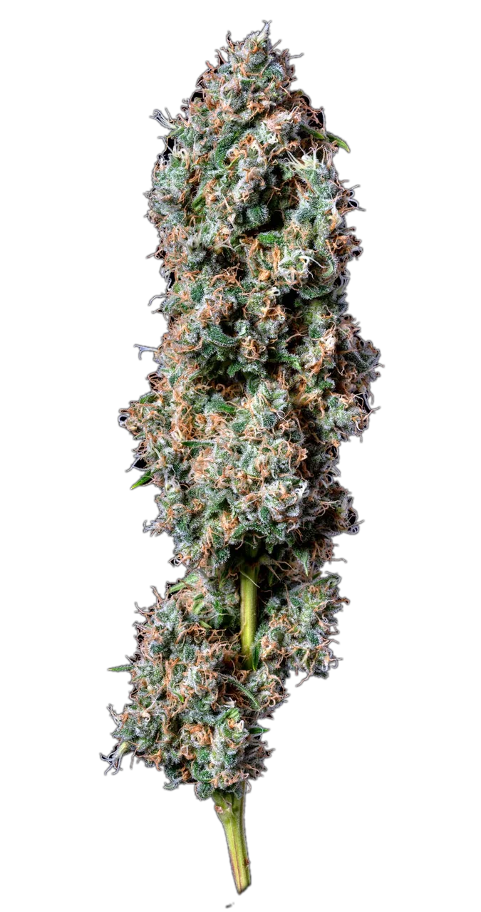OG Kush, Hybrid