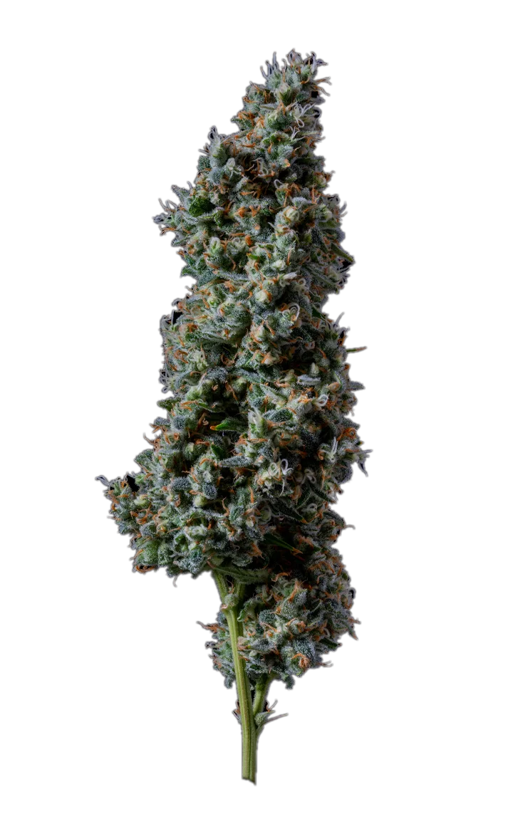 Painkiller XL, Hybrid
