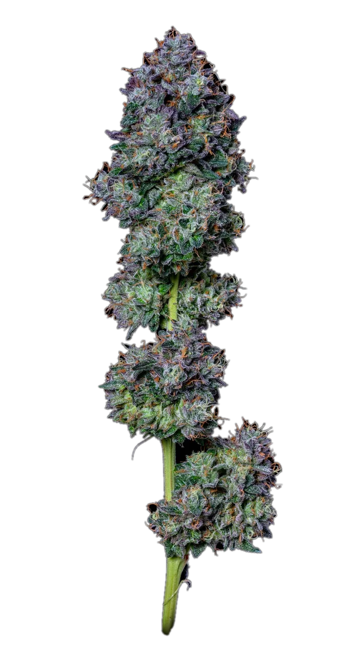 Panama Red, Hybrid