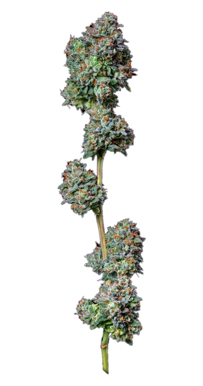Petro Chem, Hybrid