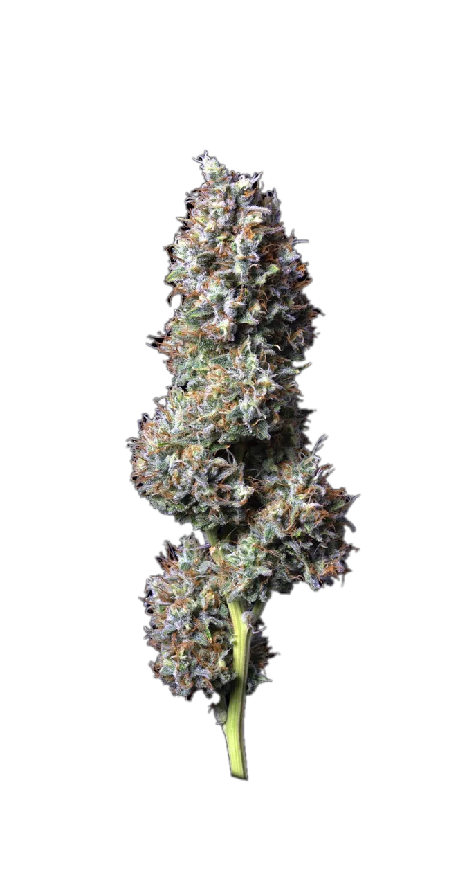 Pineapple, Hybrid