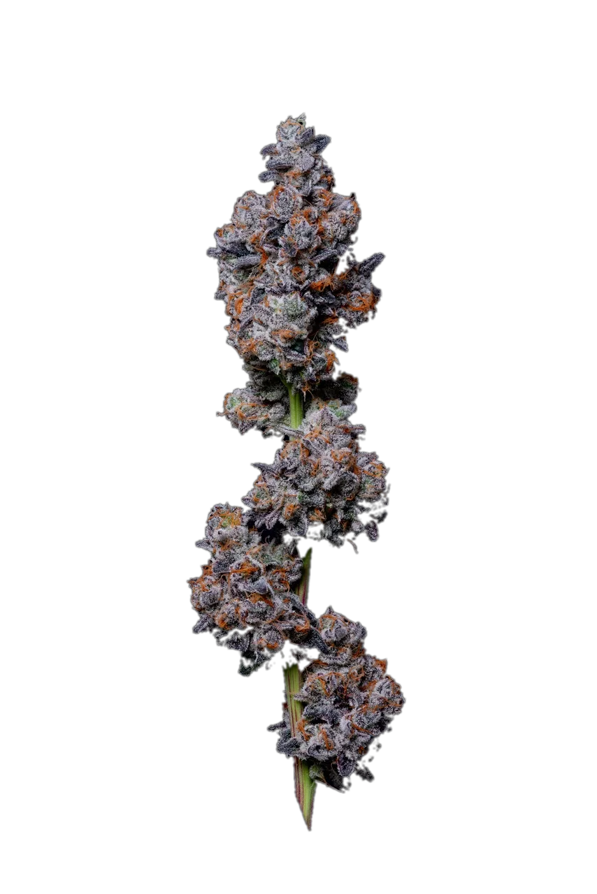 Pink Runtz, Hybrid