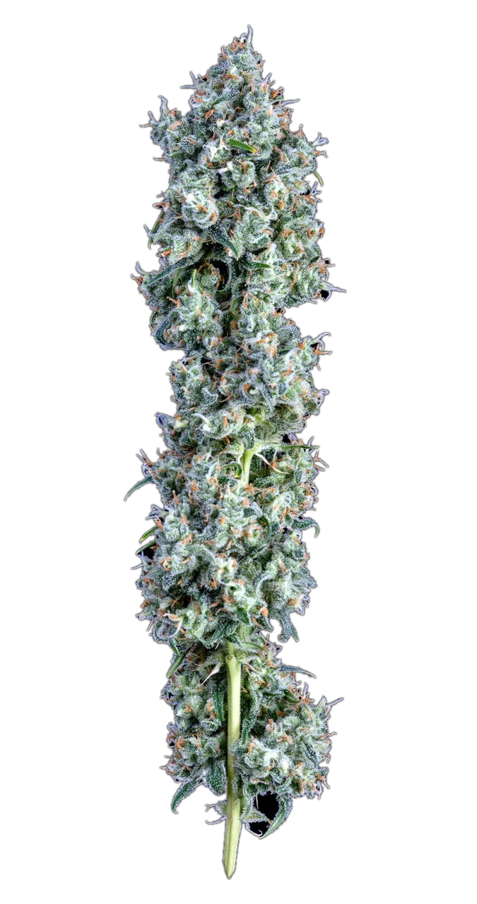 Romulan, Hybrid