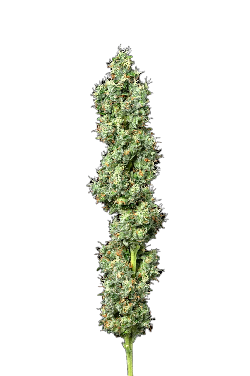 Snack-Pak, Hybrid