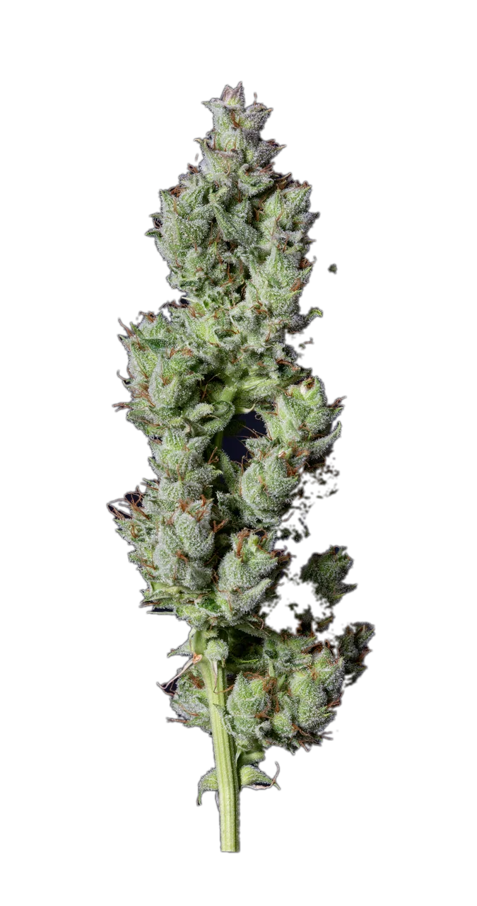 Strawberry Banana, Indica