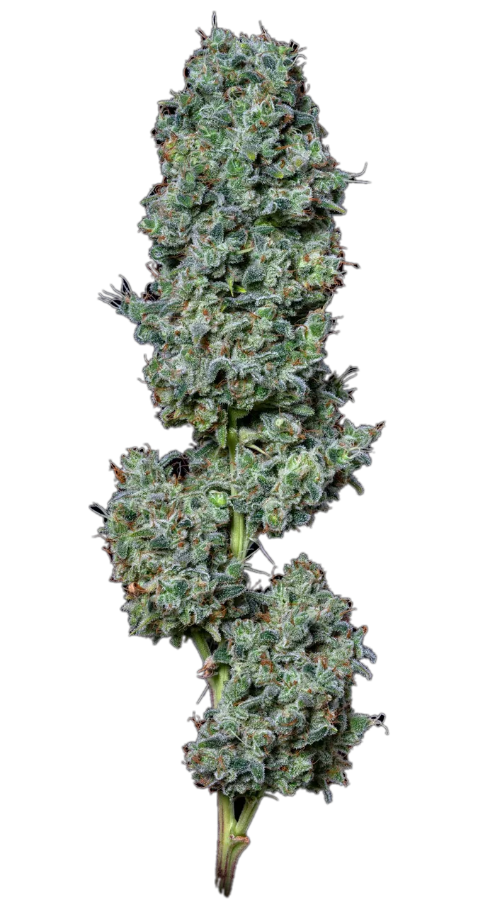Super Glue, Hybrid