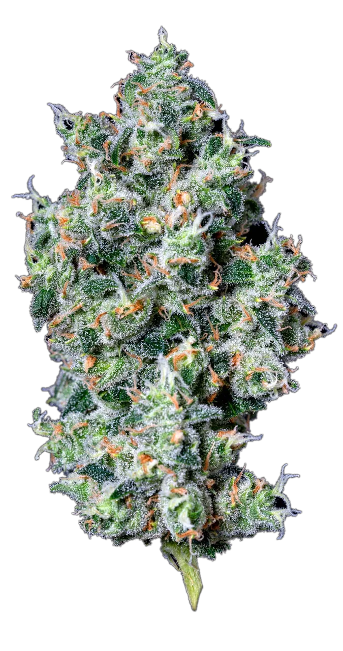 Triangle Kush, Hybrid