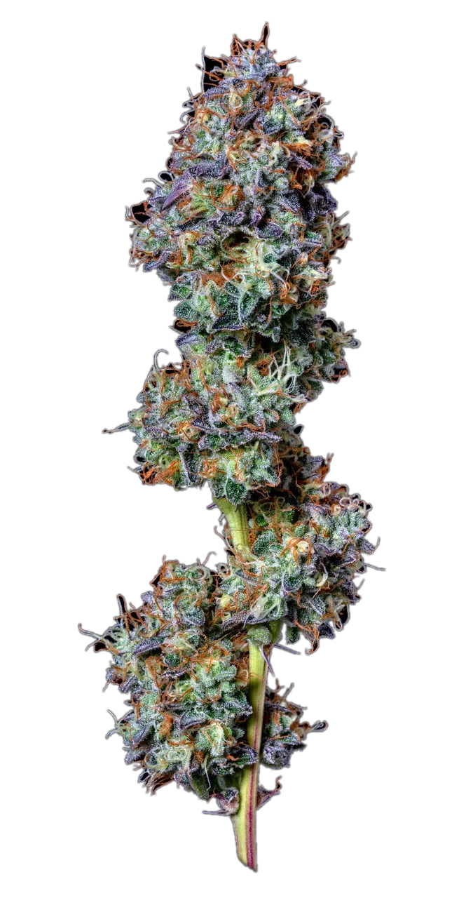 Viper Cookies, Hybrid