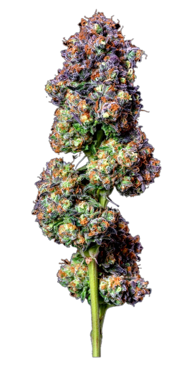 Zkittlez Cake, Hybrid